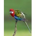 Rosella de penant - rosella multicolor - Platycercus eximius