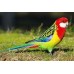 Rosella de penant - rosella multicolor - Platycercus eximius