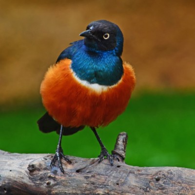 Mirlo tricolor - Lamprotornis superbus  - Estornino soberbio