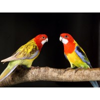 Rosella de penant - rosella multicolor - Platycercus eximius Rosella de penant - rosella multicolor - Platycercus eximius