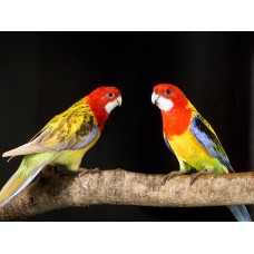 Rosella de penant - rosella multicolor - Platycercus eximius