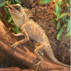 Dragón espinoso - Acanthosaura Armata
