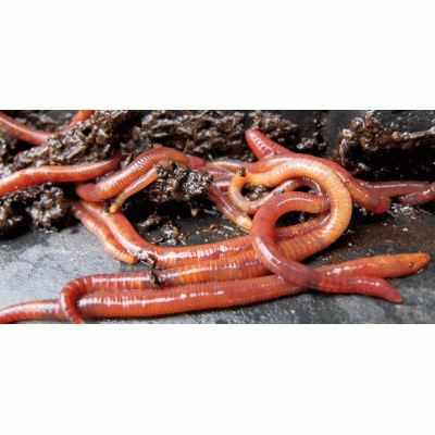 Lombrices Vivas Eisenia (20 Unidades) - Para Compostaje, Pesca O Vermicompostador