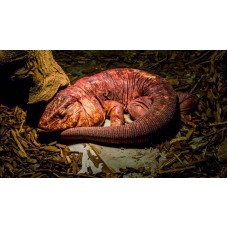 Tegu Rojo Argentino - Tupinambis Rufescens