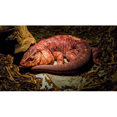 Tegu Rojo Argentino - Tupinambis Rufescens