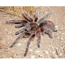  Tarántula rosada chilena - Grammostola rosea 