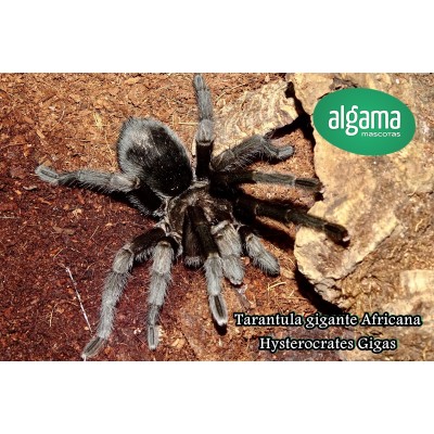 Tarántula Gigante Africana - Hysterocrates gigas