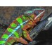 Camaleón Pantera - Furcifer Pardalis  (Machos / Adultos)