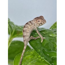 Camaleón Pantera (Babys)