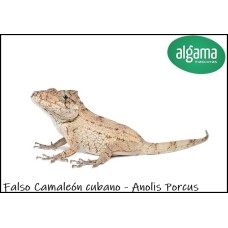 Falso Camaleón cubano - Anolis Porcus 