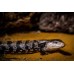 Tiliqua Gigas - Escinco de Lengua azul 