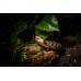 Tiliqua Gigas - Escinco de Lengua azul 