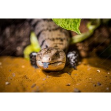 Tiliqua Gigas - Escinco de Lengua azul 