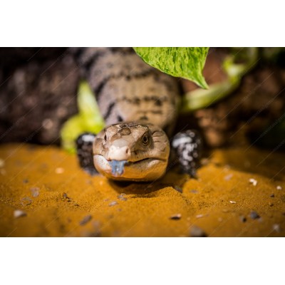 Tiliqua Gigas - Escinco de Lengua azul 