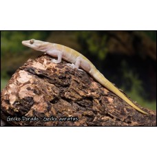 Gecko Dorado del Vietnam - Gecko Auratus 