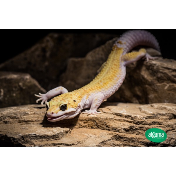 Comprar Gecko Macho adulto Animales | Mascotas Algama