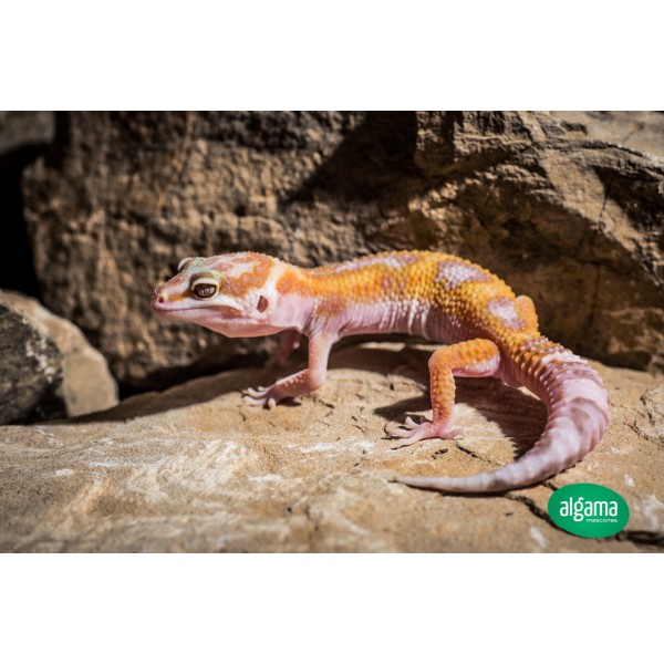 Disturbio mal humor seno Comprar Gecko Leopardo | Animales exóticos | Mascotas Algama