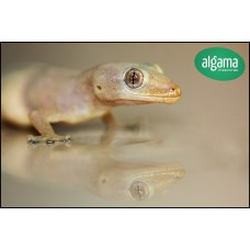 Gecko africano - Hemidactylus Frenatus