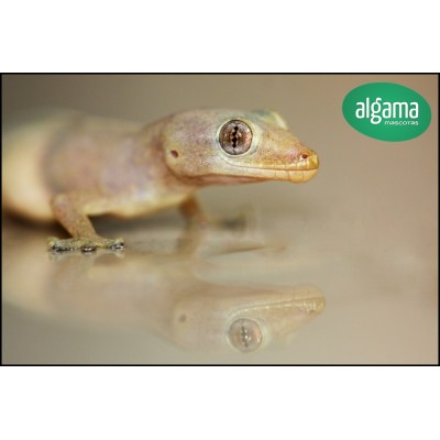 Gecko africano - Hemidactylus Frenatus