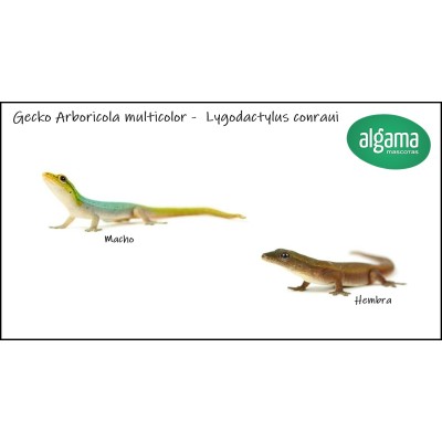 Gecko arborícola multicolor - Lygodactylus Conraui