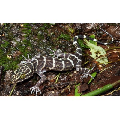 Gecko de dedos arqueados de Peters - Cyrtodactylus consobrinus