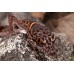 Gecko de cueva Asiático - Goniurosaurus luii 