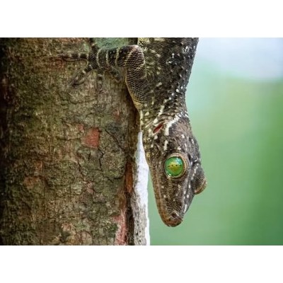 Gecko smithii - gecko de ojos verdes de Smith Gecko smithii - gecko de ojos verdes de Smith