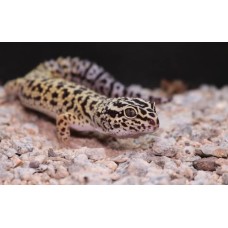 Gecko leopardo de la India - Eublepharis fuscus Gecko leopardo de la India - Eublepharis fuscus