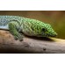 Gecko diurno de Standing - Phelsuma standingi Gecko diurno de Standing - Phelsuma standingi
