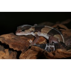 Gecko de cola gorda Hemitheconyx caudicinctus (babys)