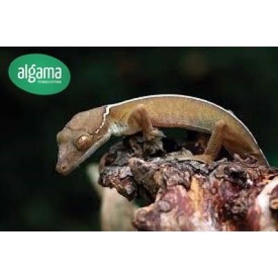 Gecko Mofeta - Gecko Vittatus