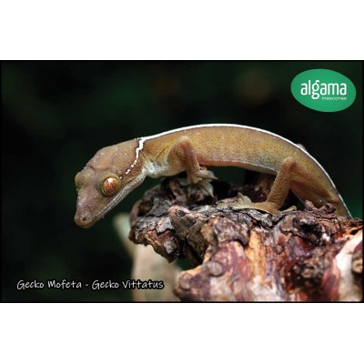 Gecko Mofeta - Gecko Vittatus