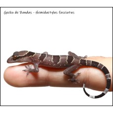 Gecko de Bandas 