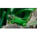 Iguana Verde (Medianas)