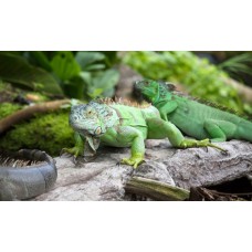 Iguana Verde (Medianas)