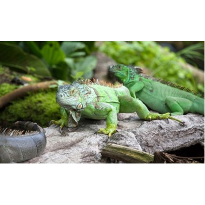 Iguana Verde (Medianas)