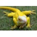 Iguana Amarilla Iguana Amarilla