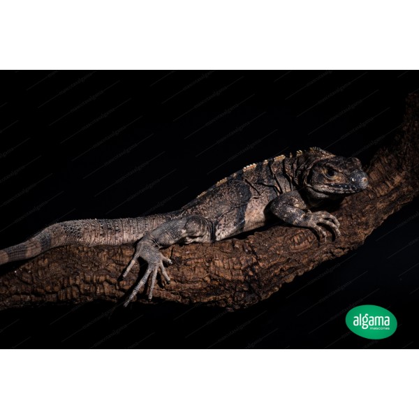 Comprar Iguana gigante rayada - Ctenosaura | Animales Mascotas
