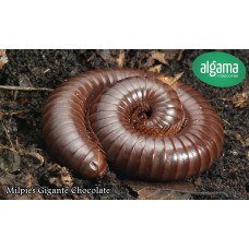 Milpies Gigante Chocolate