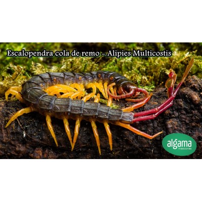 Escolopendra cola de remo -  Alipies Multicostis