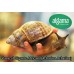 Caracol gigante Tigre -  (Achatina achatina)