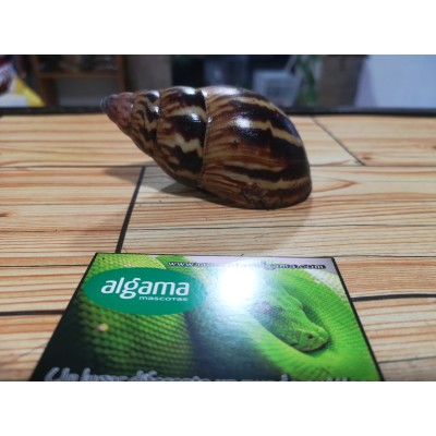 Caracol Gigante Adornado - Achatina Adelinae