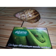 Caracol gigante Cebra (Limicolaria Flammea)