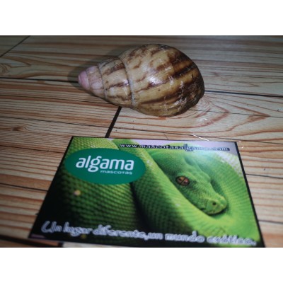 Caracol gigante Cebra (Limicolaria Flammea)