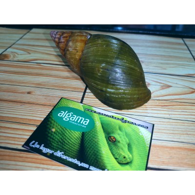 Caracol gigante verde del Congo