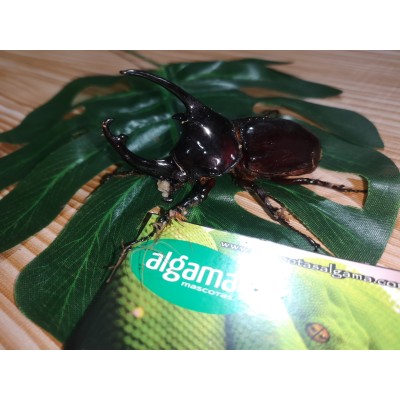 Escarabajo Centauro Gigante 