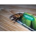 Escarabajo Gladiador - Homoderus Melly