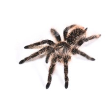 Link Tatantula de pelo rizado - brachypelma albopilosum