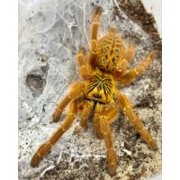 Tarántula babuina naranja - Pterinochilus murinus