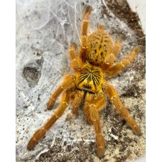 Tarántula babuina naranja - Pterinochilus murinus